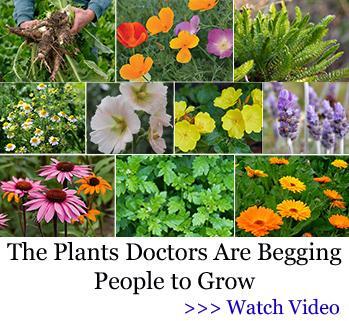 Plants 4 health